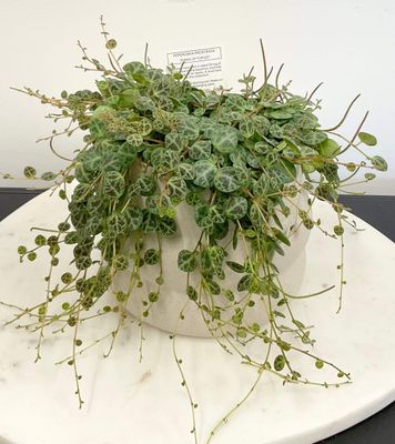 House Plant - String of Turtles In ceramic pot