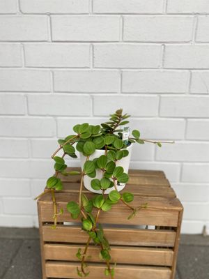 Peperomia Hope