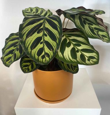 Calathea Makoyana