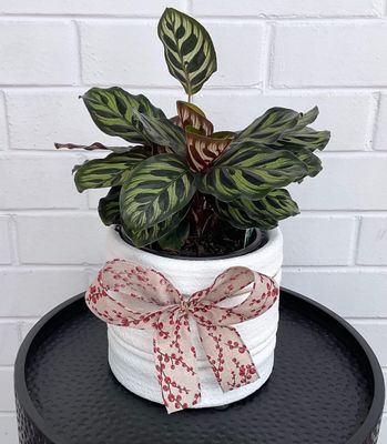 Calathea Makoyana
