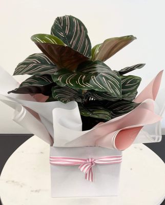 House Plant - Calathea Ornata