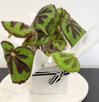 House Plant - Begonia Mountain