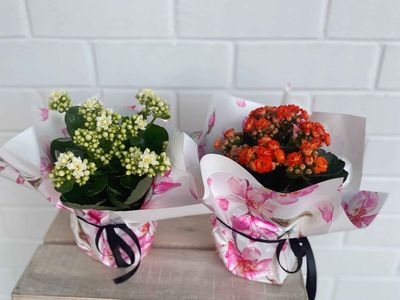 Kalanchoe