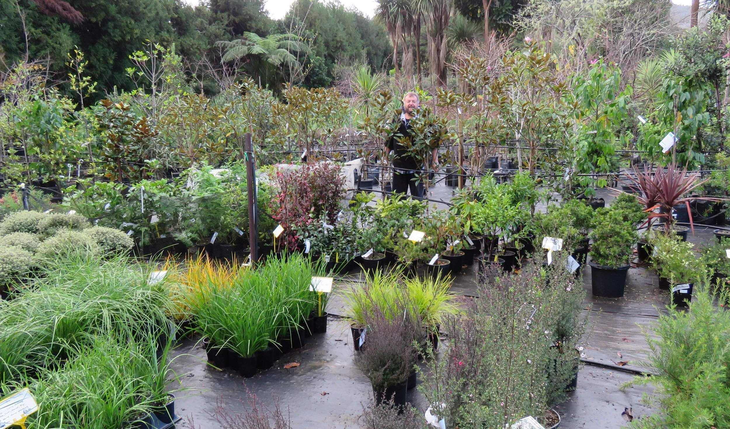 Colin Hill, owner of Waitaia Nursery (Kuaotunu), standing behind some of his native plants
