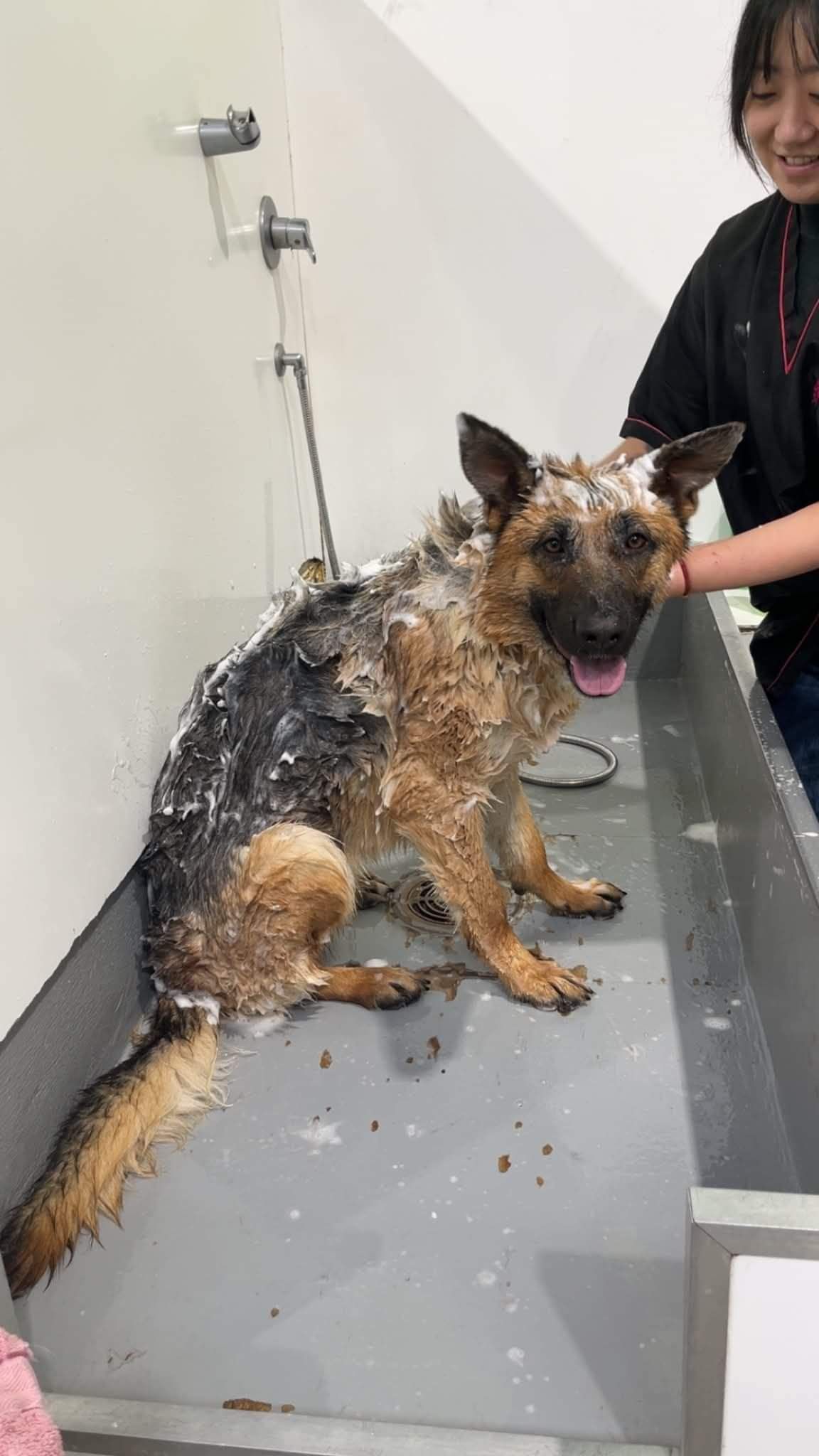 Dog groomers Auckland