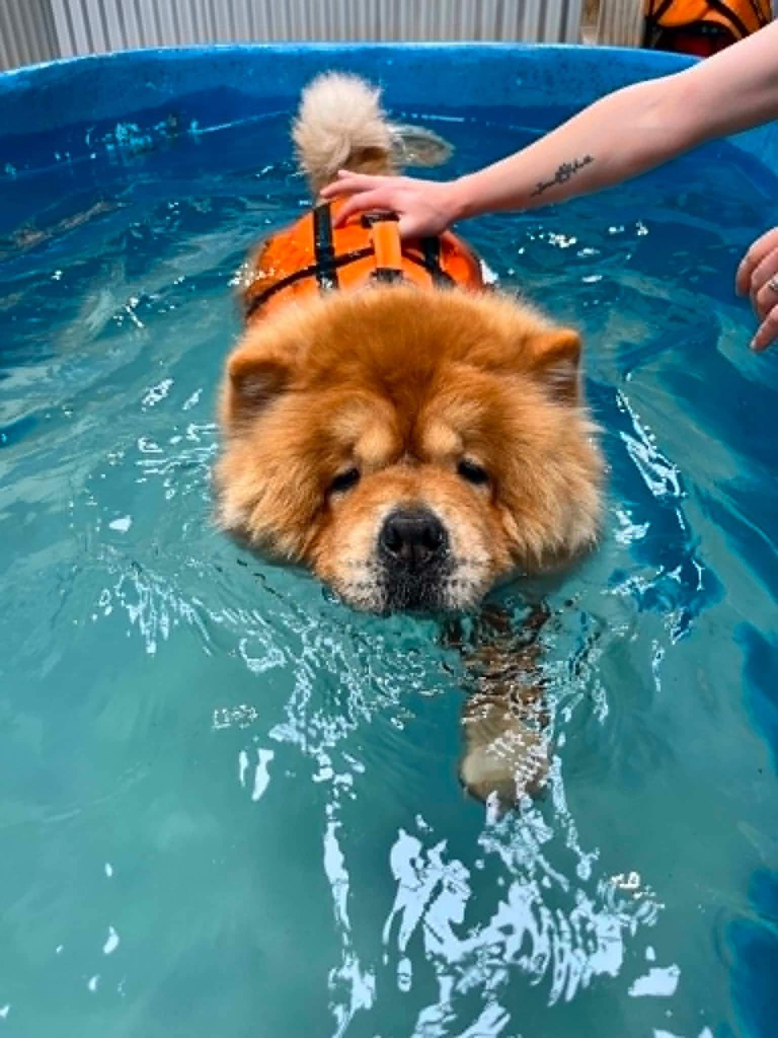 how does hydrotherapy for dogs work