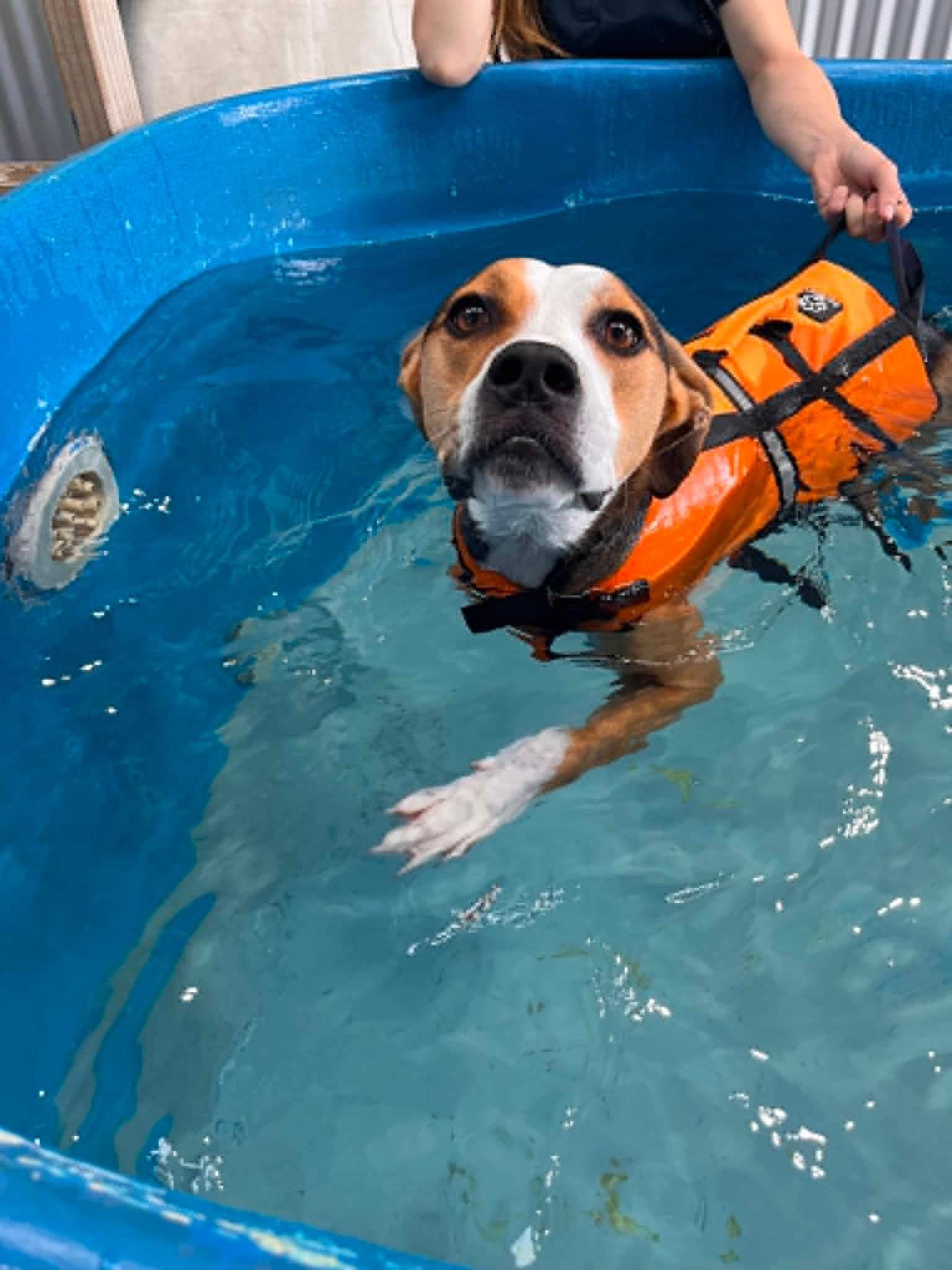 swimming exercises for dogs