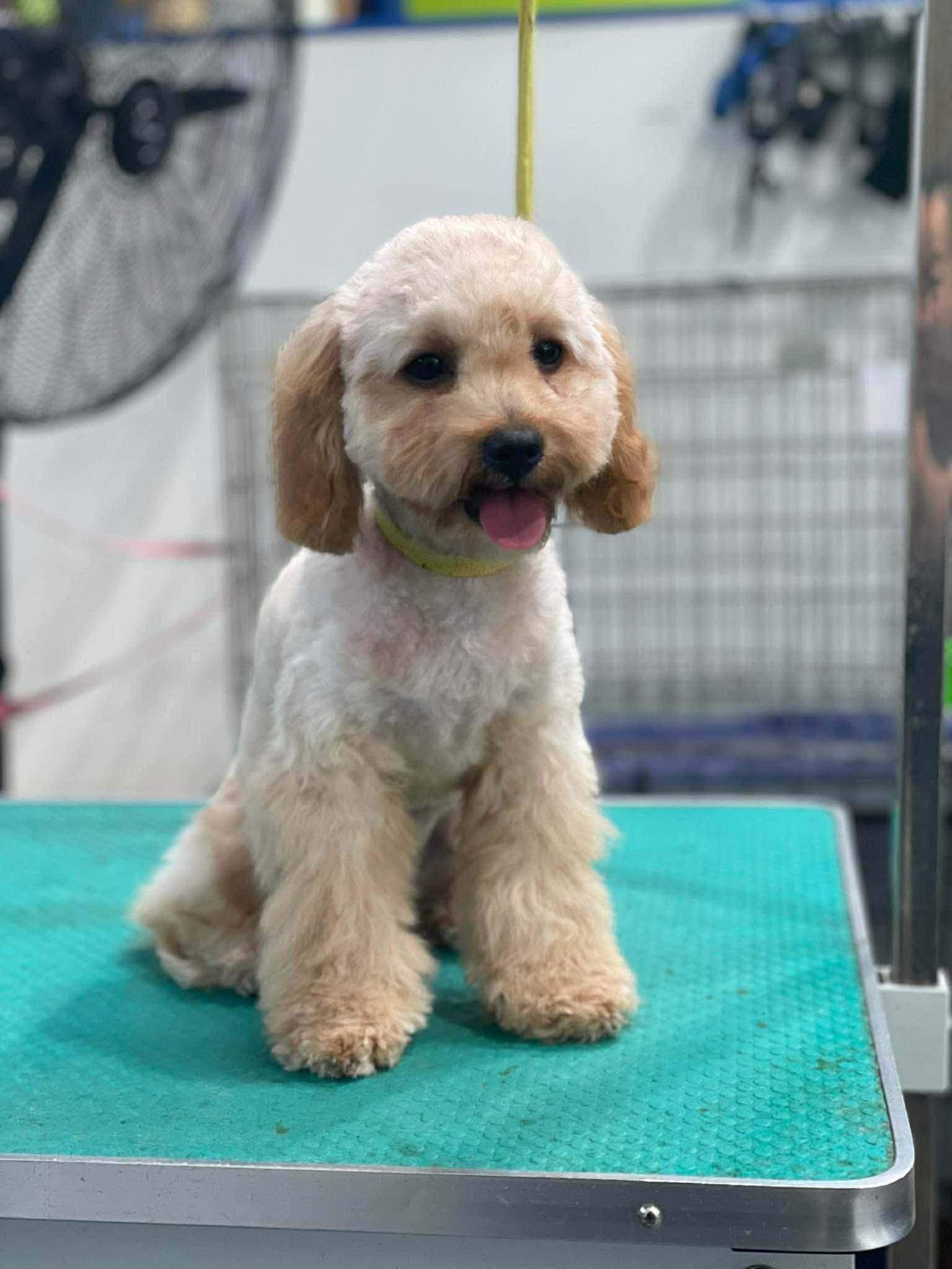 dog salon Auckland