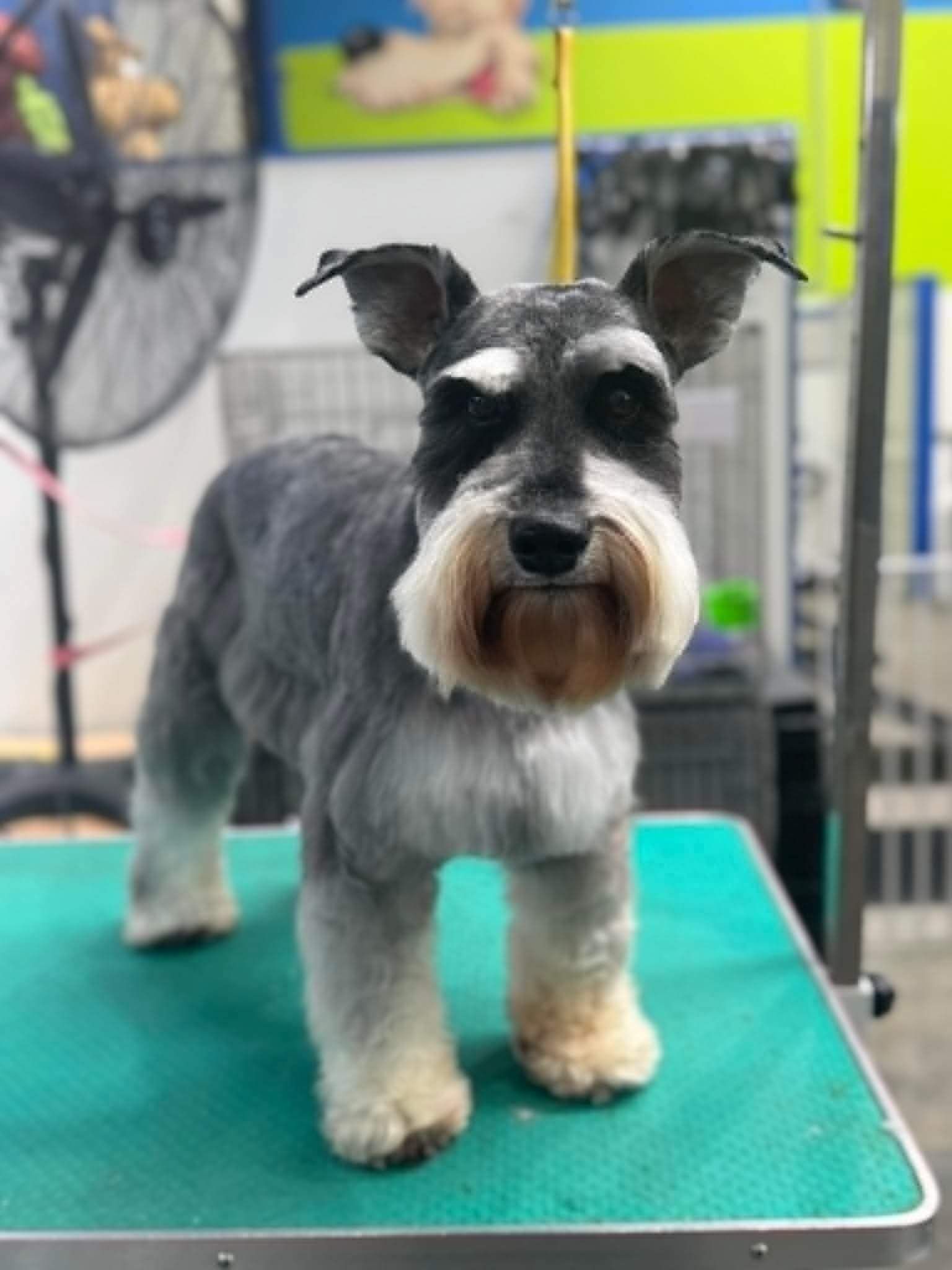 Full dog grooming service auckland