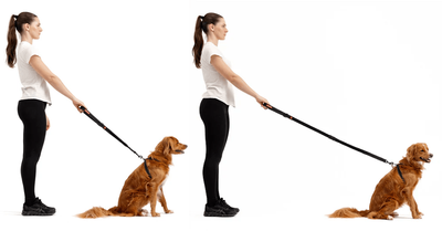 EzyDog 120cm Zero Shock Leash