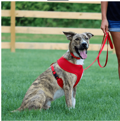 40% OFF! CoastalPets Comfort Soft Harness Range