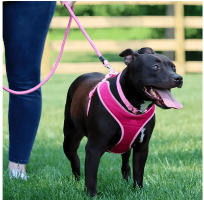 OFF% Off! CoastalPets Comfort Soft Wrap Adjustable Harness Range