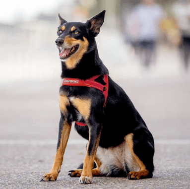 EzyDog Quick Fit Dog Harness Range