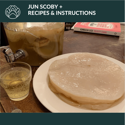 JUN SCOBY, INSTRUCTIONS &amp; RECIPES