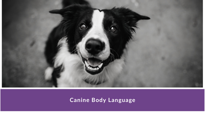 Canine Body Language Course