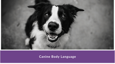 How Dogs Communicate - Online Course