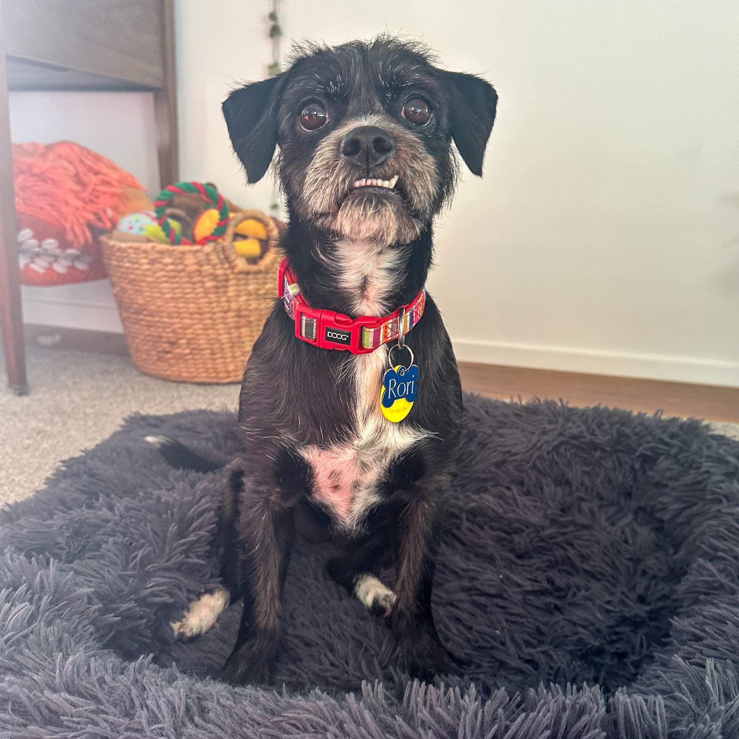 French Bulldog Training