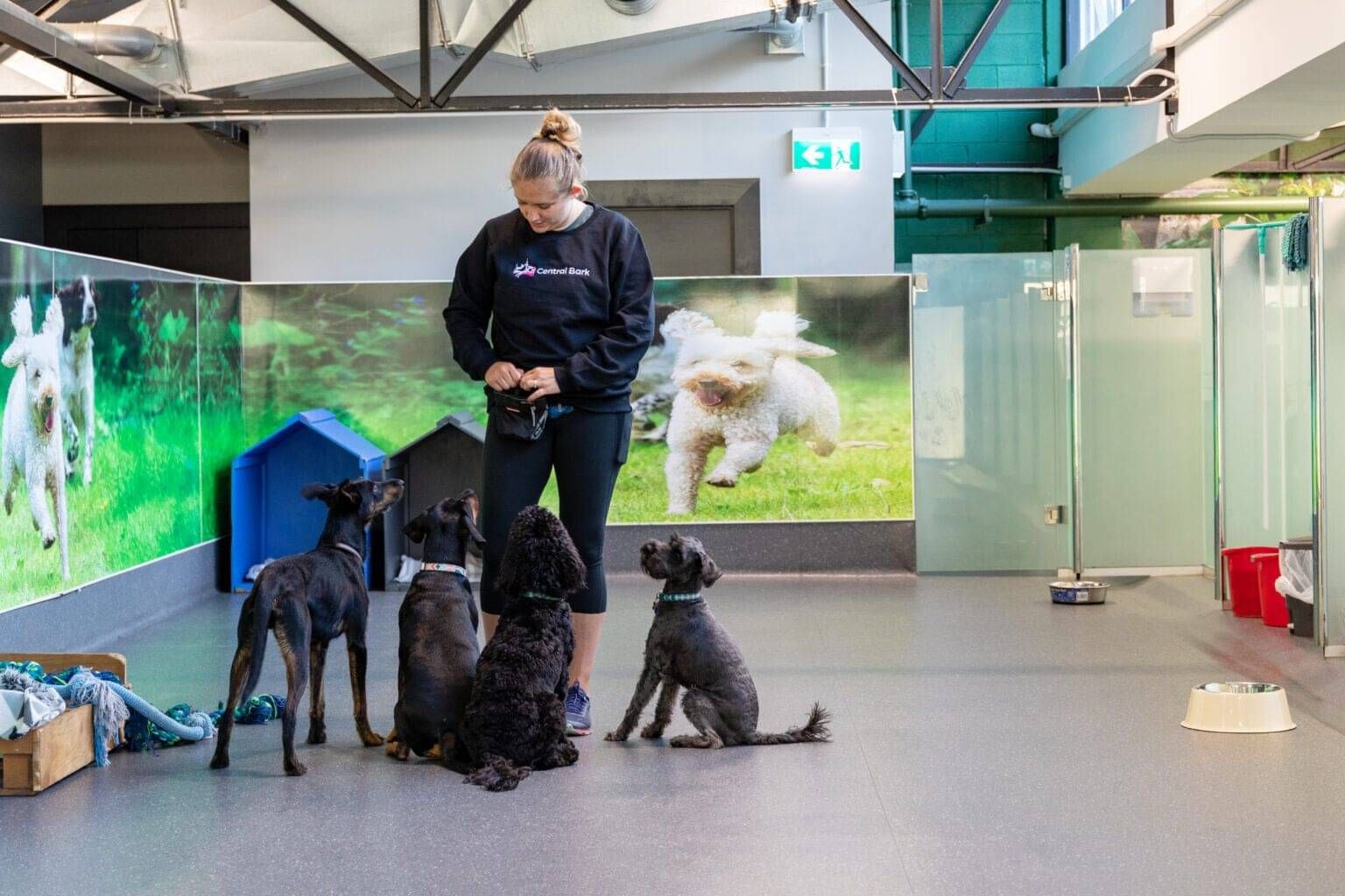 French Bulldog Training