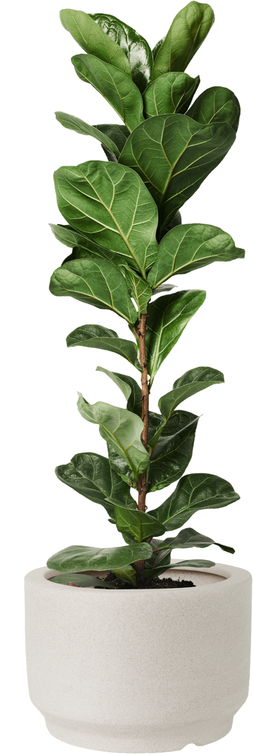 The Tree Company | Event Plant Hire | Small to Large Indoor Plants for Hire