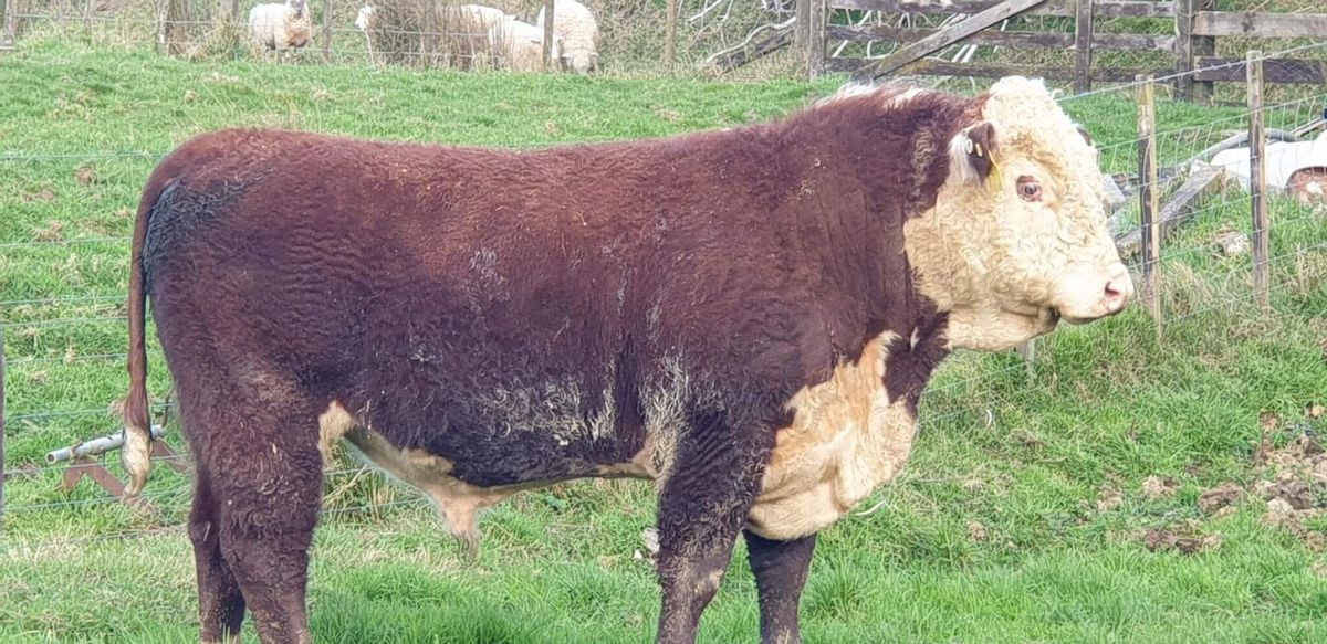 Angus Wolves Gallery | Hillcroft Angus