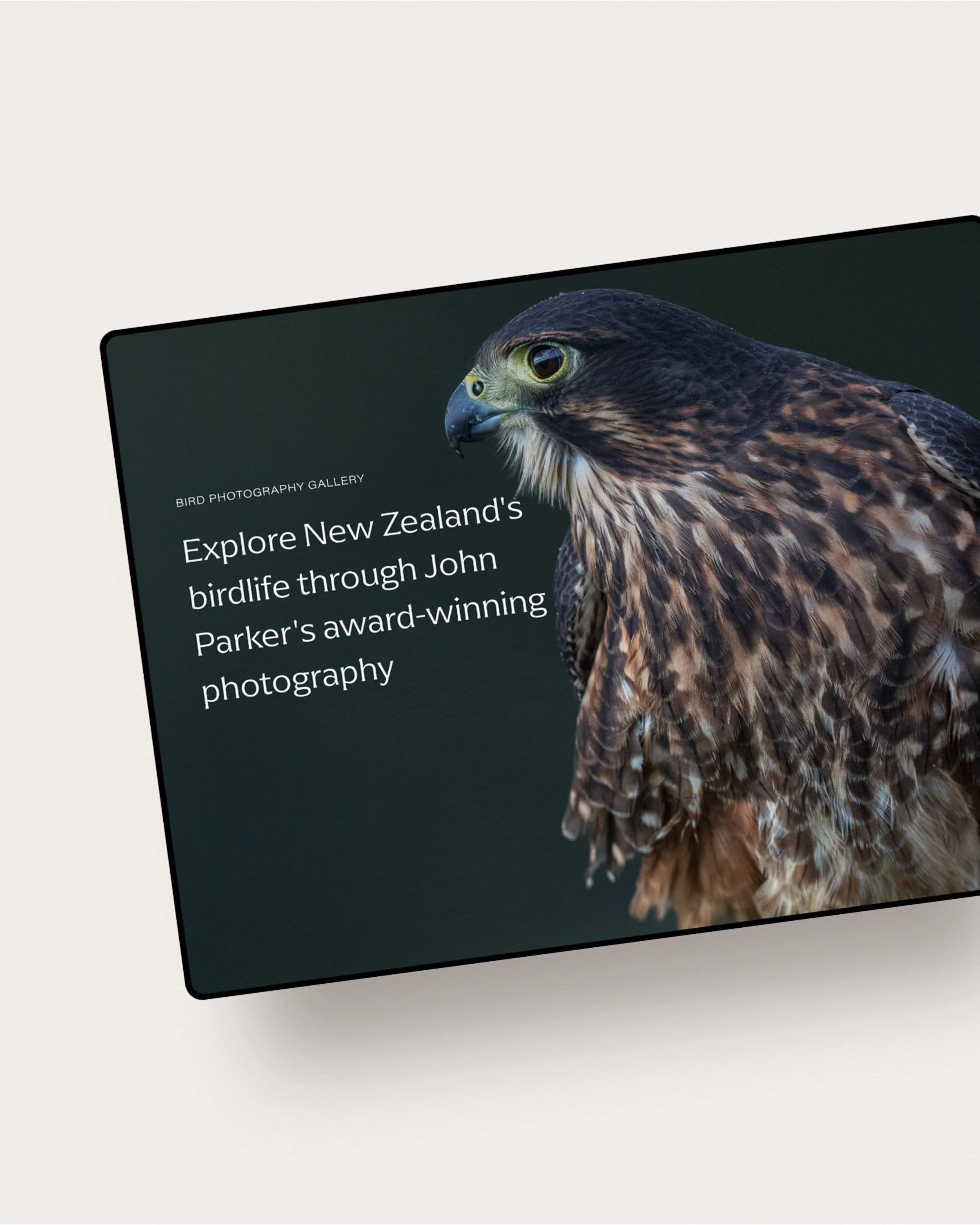 Image of Maddox Photography's modern website design featuring NZ native bird photography tours. By Creative Box. Waikato, New Zealand.