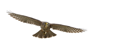 Karearea (New Zealand Falcon) 03