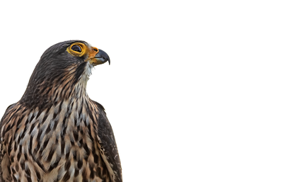 Karearea (New Zealand Falcon) 05