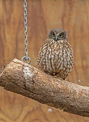 Morepork M05