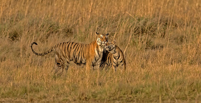Bengal Tiger 01