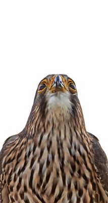 Karearea (New Zealand Falcon) 07
