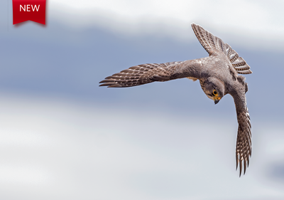 Karearea (New Zealand Falcon) 10