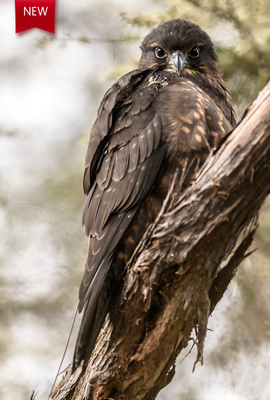 Karearea (New Zealand Falcon) 12