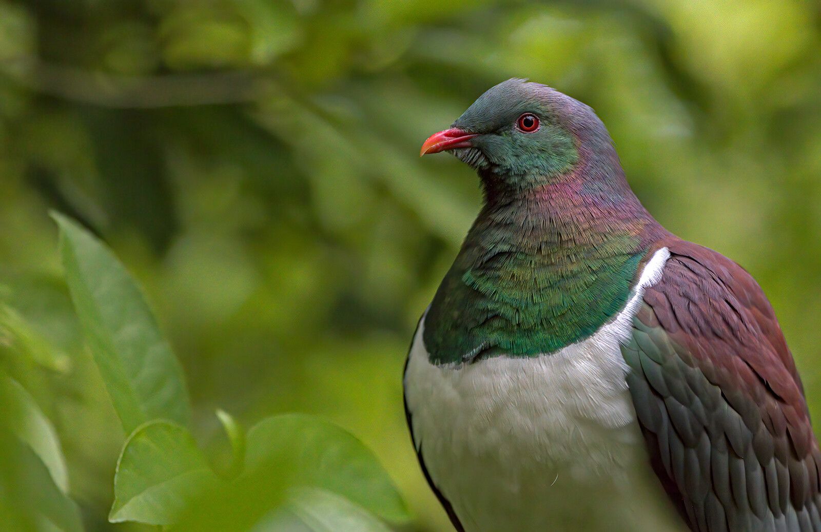Kereru Digital Print 01
