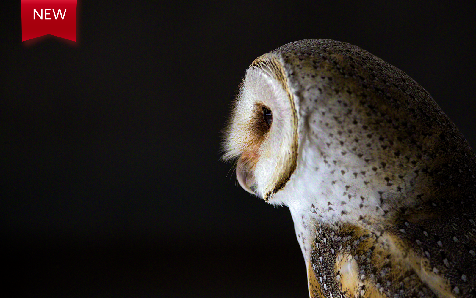 Australasian Barn Owl 03
