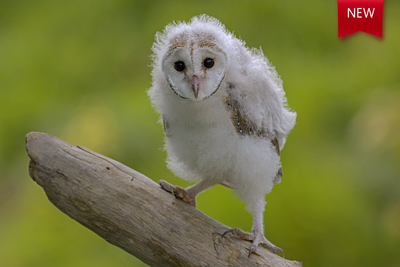 Australasian Barn Owl 06
