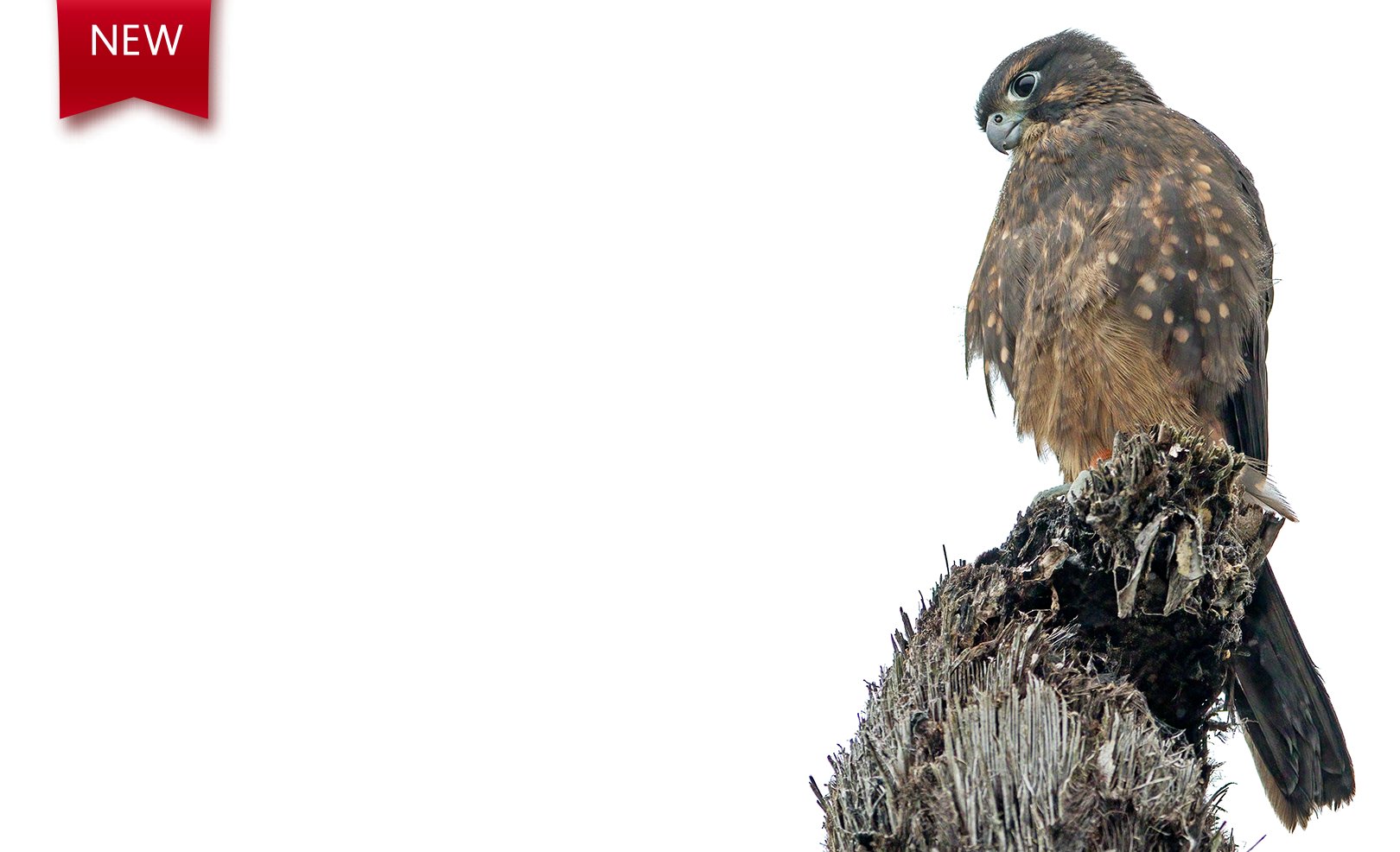 Karearea (New Zealand Falcon) 15