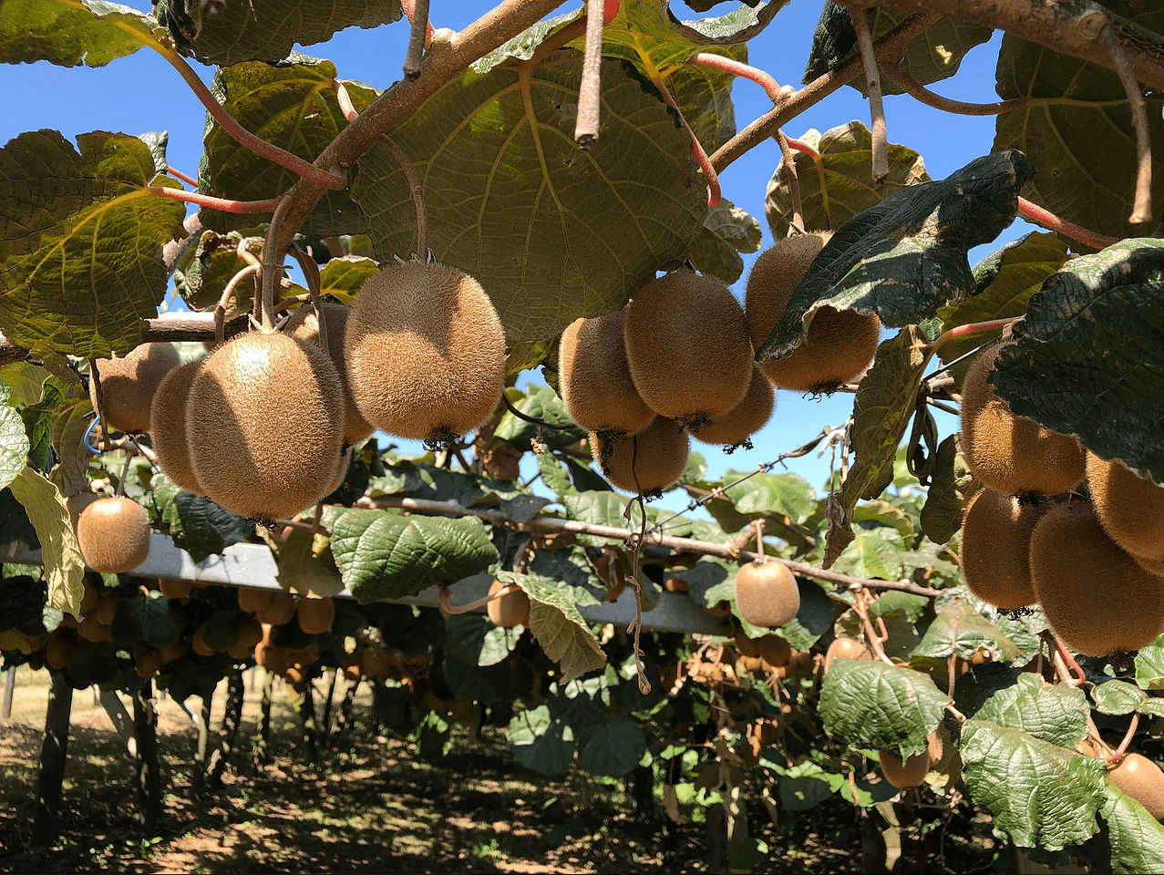 Cruise ship shore excursions port of tauranga