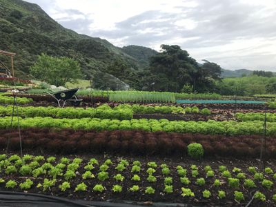 Market Gardening 2 Day Workshop at Pakaraka Farm