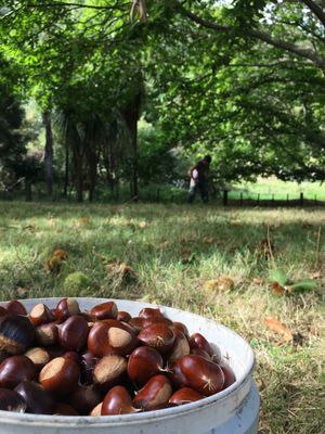 Fresh Large Chestnuts