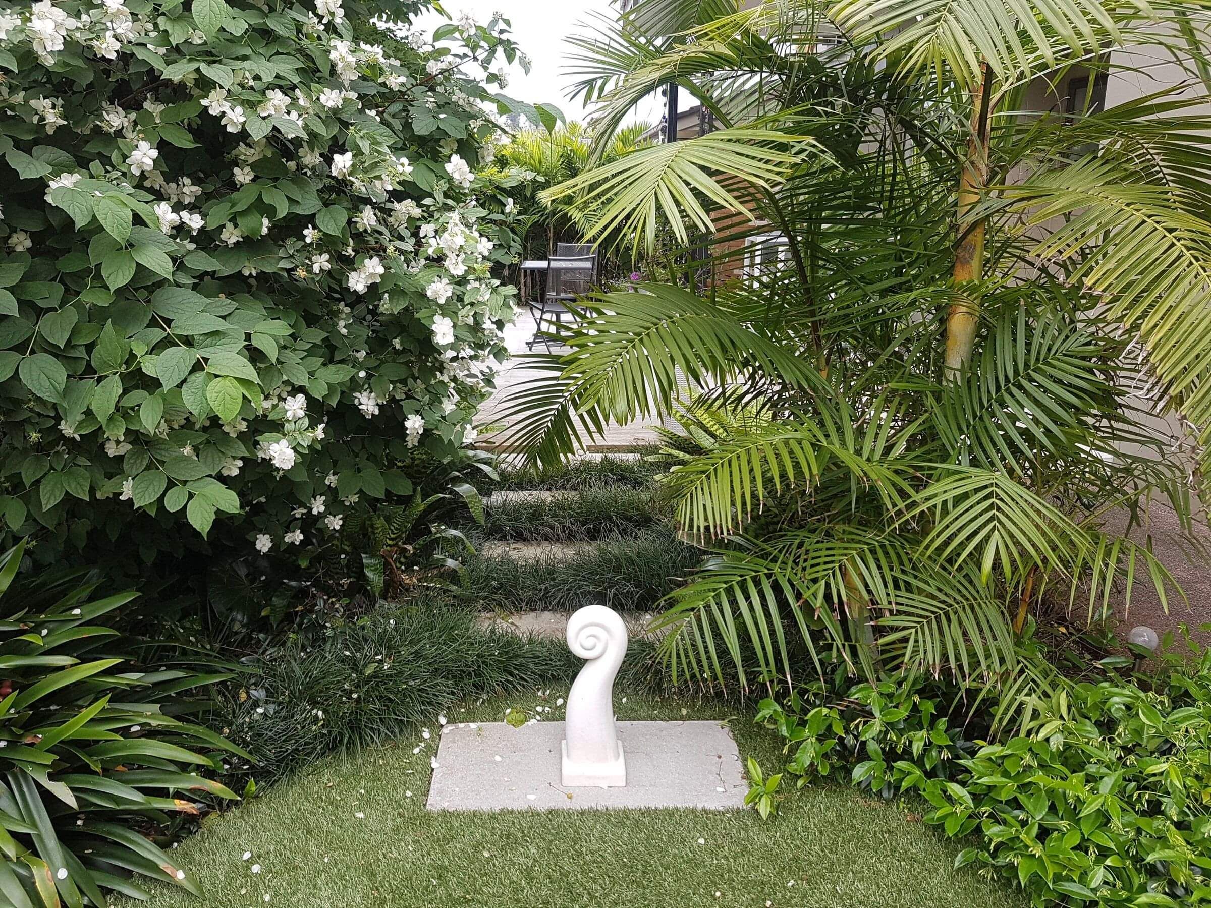 A small, lush small Auckland garden designed with palms and white flowering shrubs.