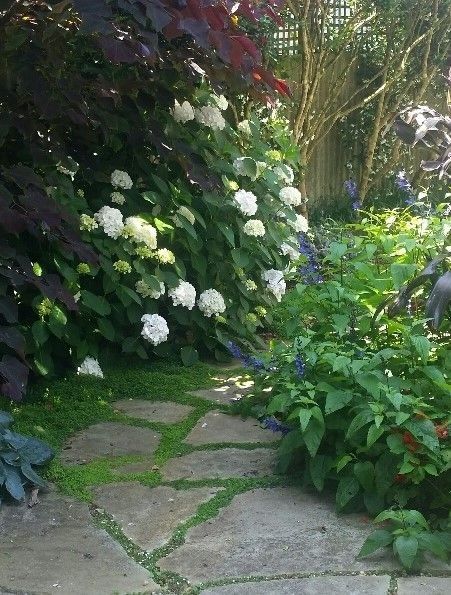 A small, lush small Auckland garden designed with palms and white flowering shrubs.