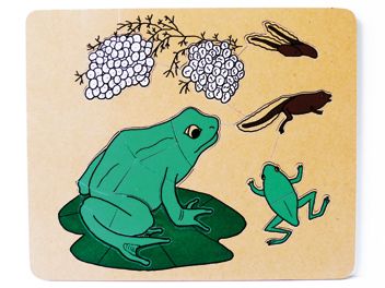 Frog Cycle Puzzle