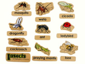 Insects Magnetics English  ON SALE