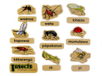 Insects Magnetics Maori