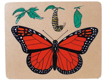 Monarch Butterfly Lifecycle Puzzle