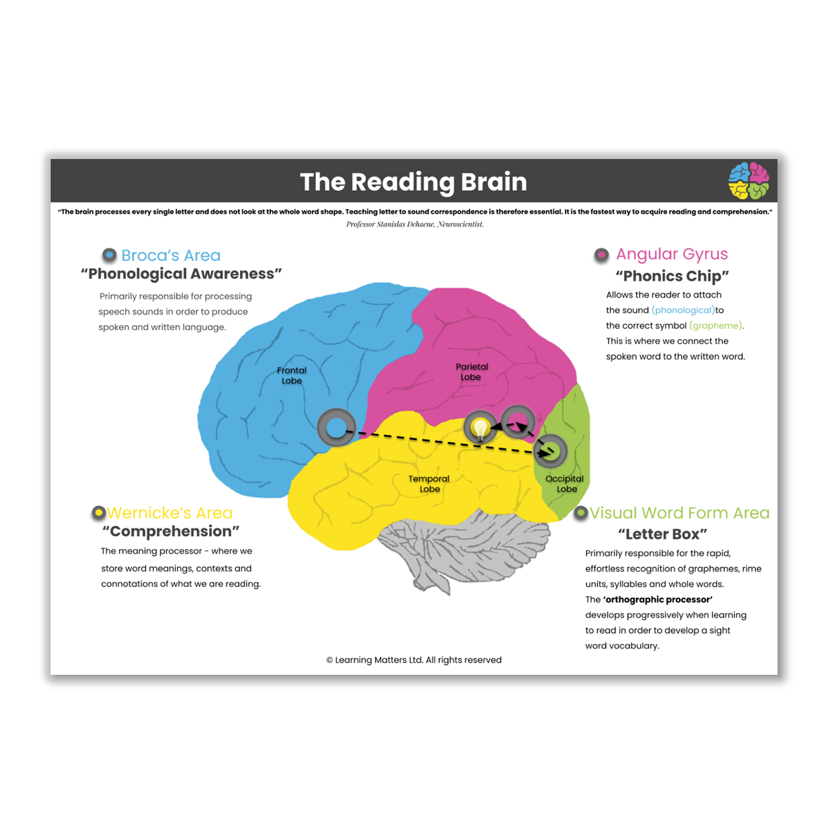 Learning Matters | FREE | The Reading Brain - A3 Poster, Free Downloads