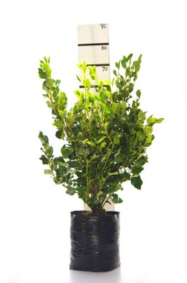 Griselinia littoralis PB18