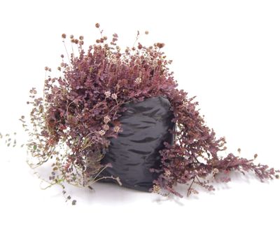 Acaena inermis purpurea PB3