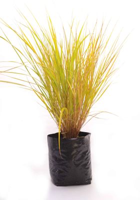 Anemanthele lessoniana PB3