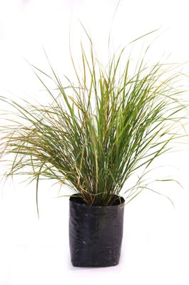 Anemanthele lessoniana PB6.5